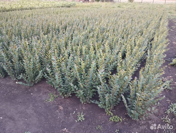 Кизильник блестящий