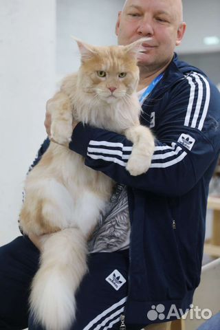 Мейн-кун вязка