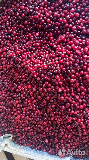 Брусника отборная