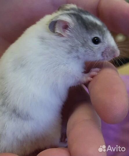 Джунгарский хомяк маленький