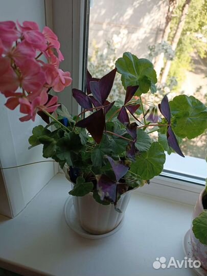 Герань пеларгония белая