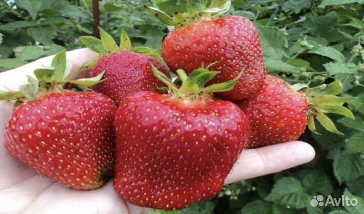 Усы клубники