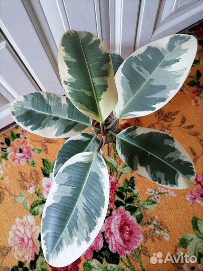 Фикус каучуконосный пестролистный