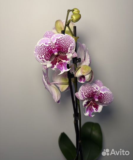 Орхидея фаленопсис биг лип