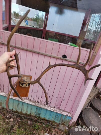 Продам рога оленя