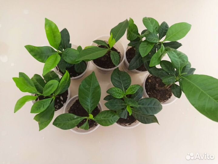 Гардения Жасминовидная