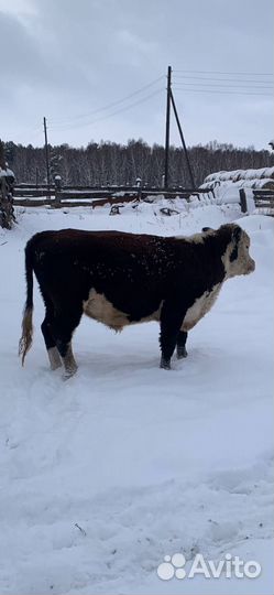 Быки на мясо (Живым весом на племя)