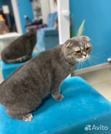 Услуги груминга (стрижка животных)