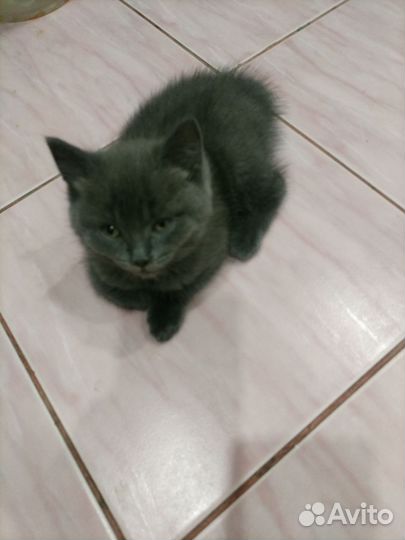 Шотландский котенок скоттиш страйт