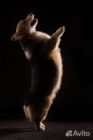 Вельш-корги пемброк щенки