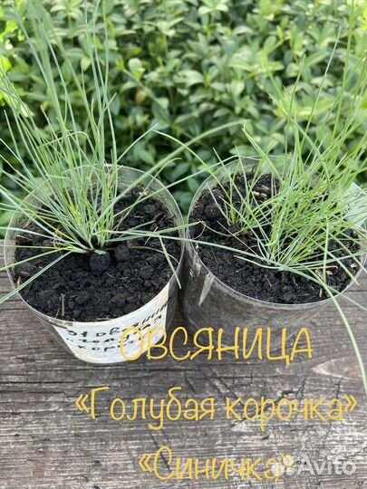 Овсянница, живучка, щавель- декоративный