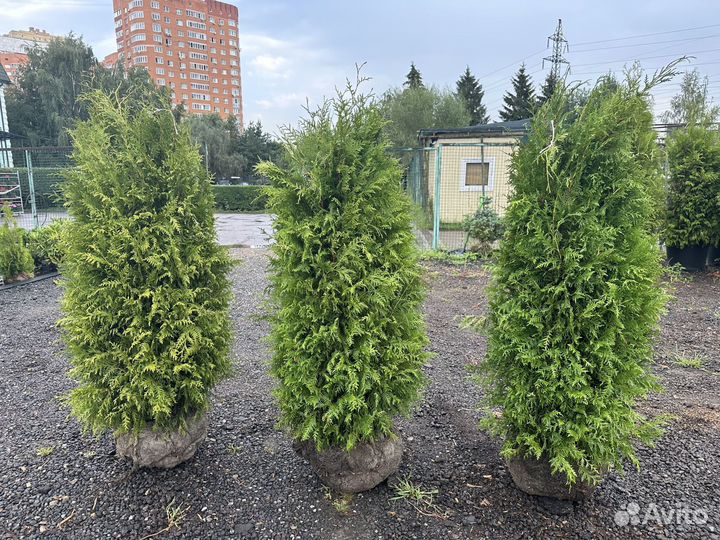 Туя Брабант из питомника