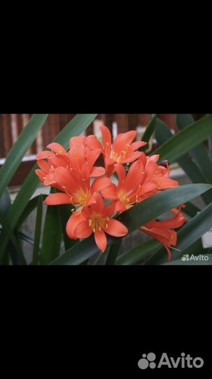 Кливия Благородная с кашпо растения цветы