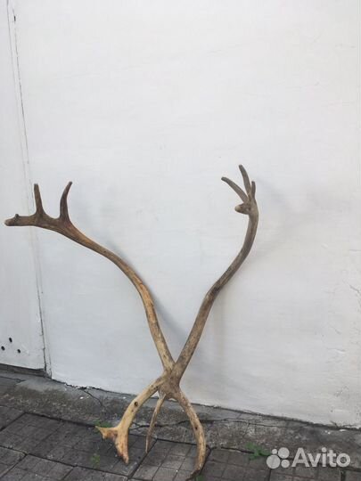 Рога оленя, торг