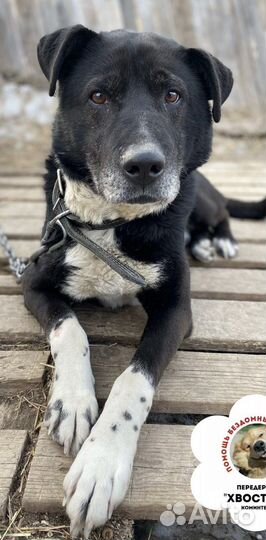 Собака «Рон»