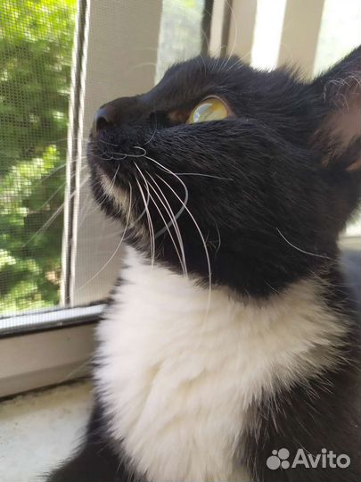 Кошка в добрые руки