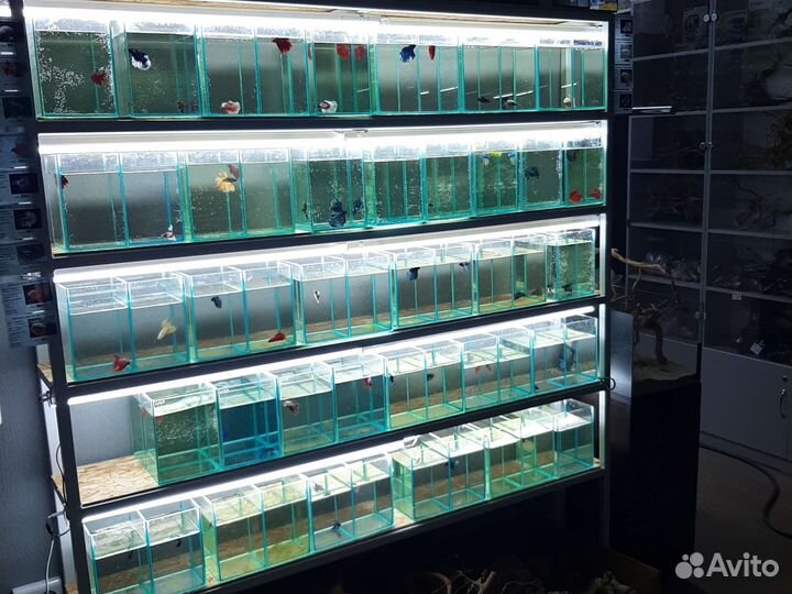 Аквариумные рыбки Петушки - халфмун