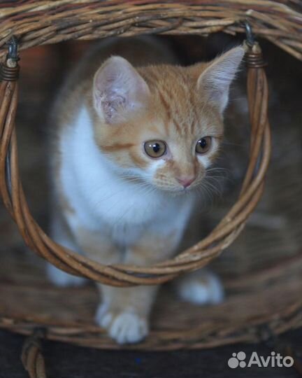 Котенок в дар бесплатно