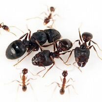 Pheidole yeensis купить матку с рабочими, Санкт-Петербург