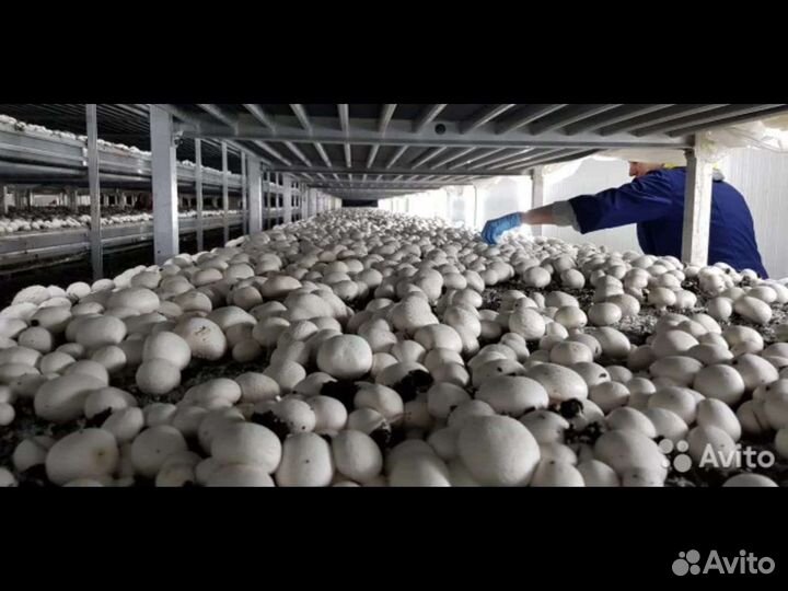 Продаю удобрения