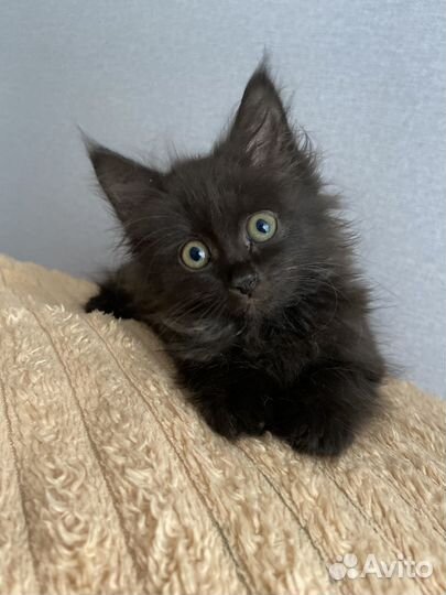 Котенок девочка в добрые руки