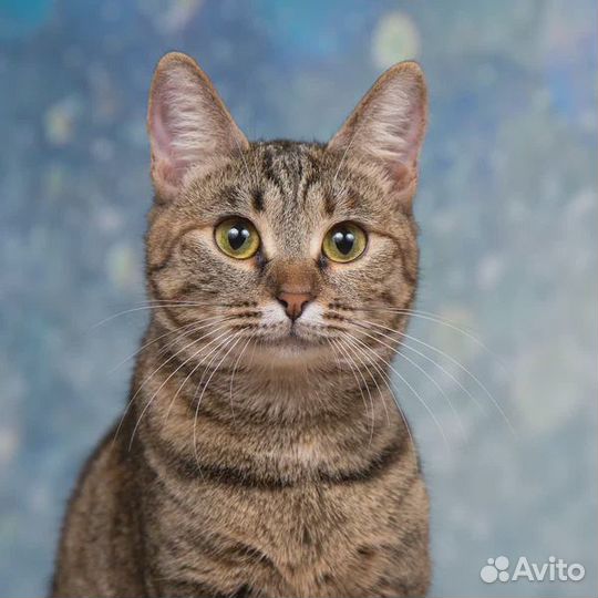 Кошечка в добрые руки