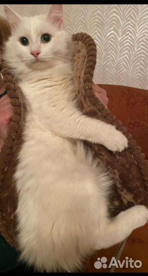 Котик 1,2 г метис британки и ангорского кота