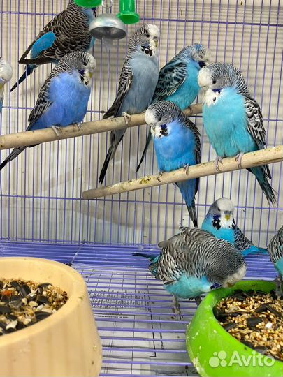 Попугай волнистый(чех)