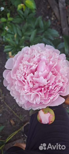 Пионы Сорт сара бернар