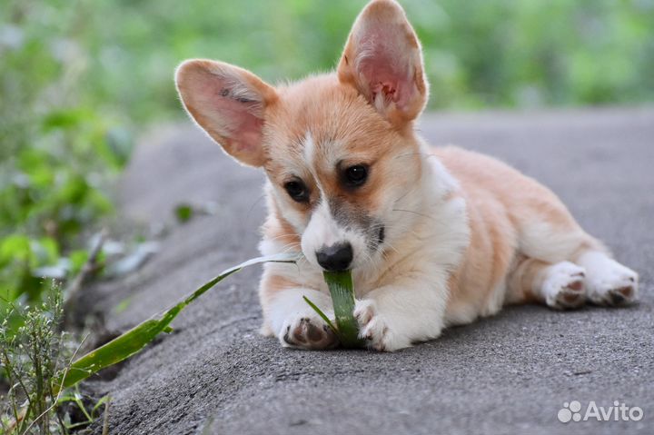 Вельш корги пемброк