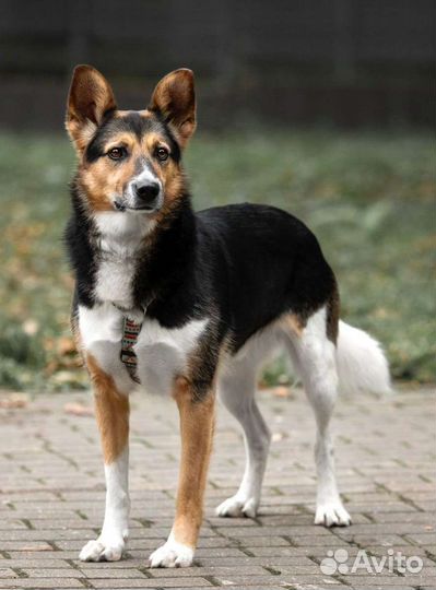 Красавец Рыжик в добрые руки