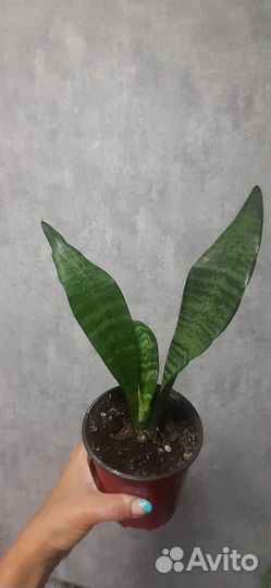 Сциндапсус,сансевиерия,пеперомия,сингониум,фиалка