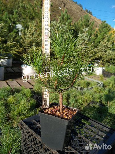 Саженцы Кедр Сибирский