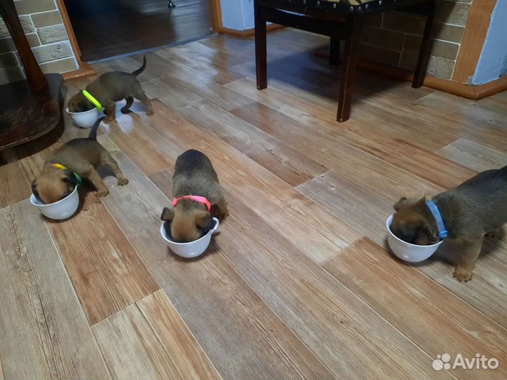 Пти брабансон