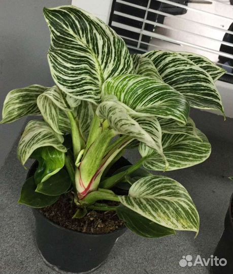 Филодендрон