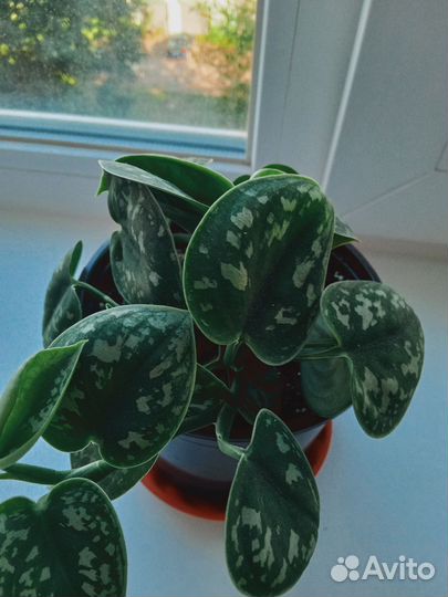 Пеперомия арбузная, сциндапсус,хлорофитум Оранж
