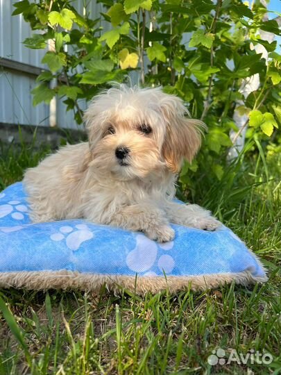 Мальтипу f1 mini