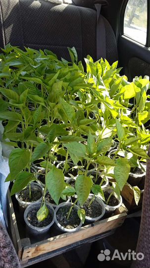 Рассада баклажан и перца