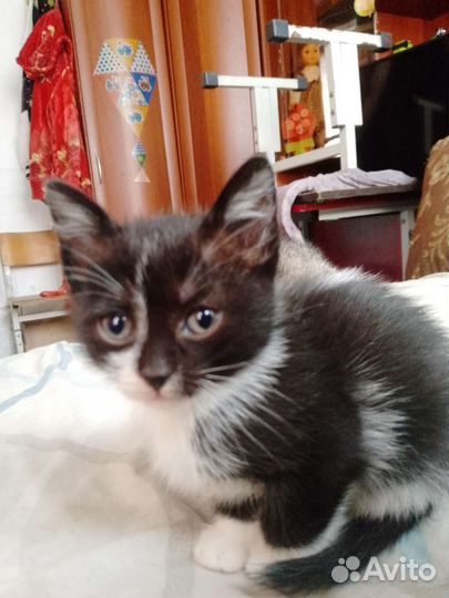 Кошки в добрые руки