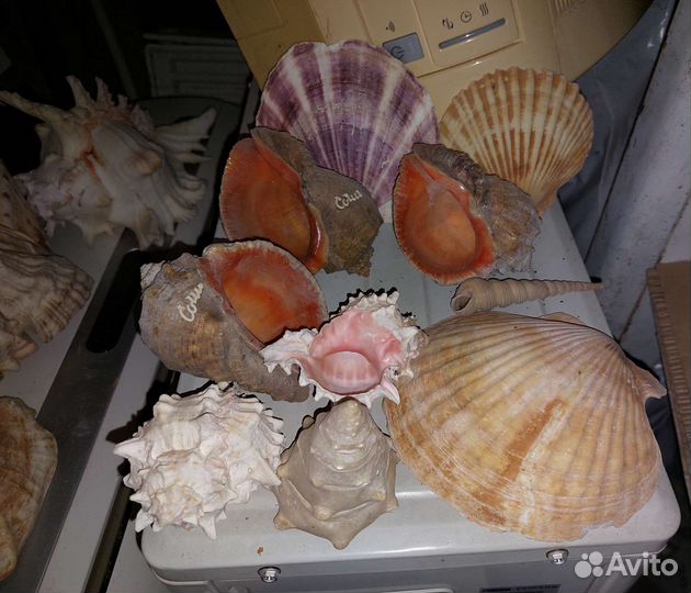 Ракушки.кораллы.рапан