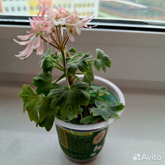 Пеларгония bonny