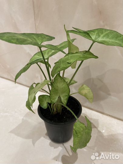 Сингониум три сорта