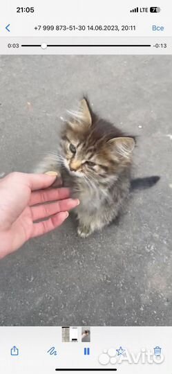 Котенок на улице. Срасите