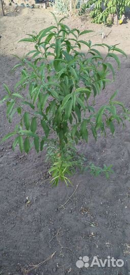 Саженец персика