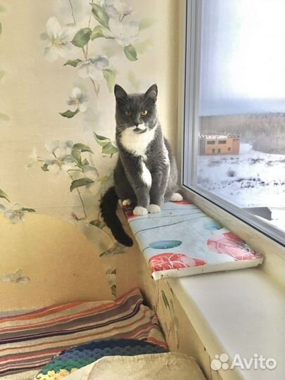 Кошка в дар