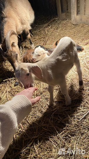 Нубийские козлята