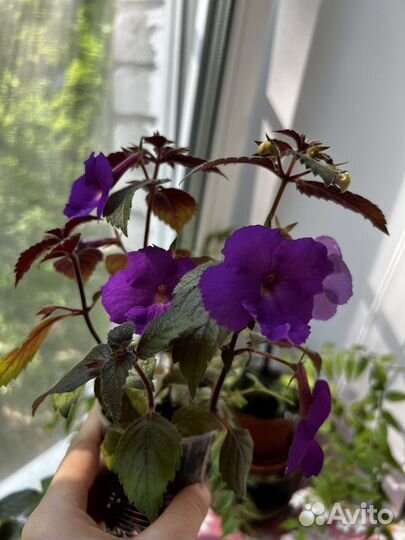 Фуксия, Оксалис