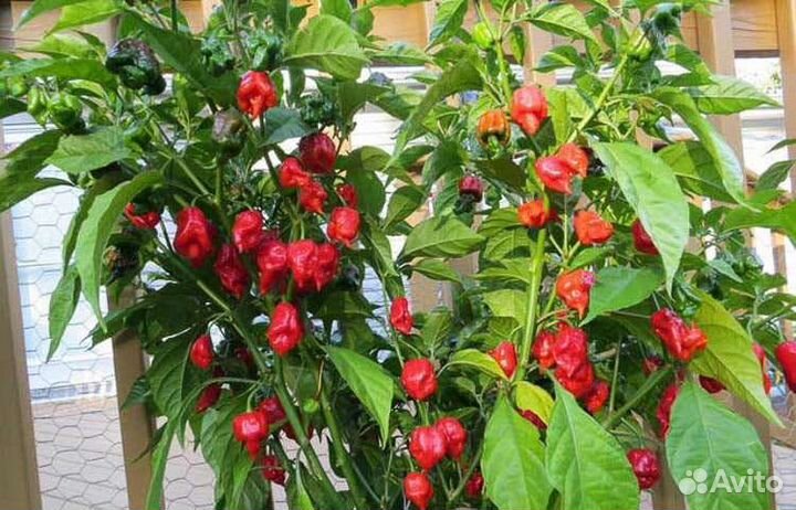 Каролина рипер красная
