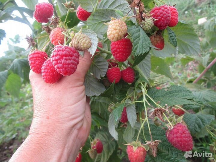 Саженцы малины Красная Королева