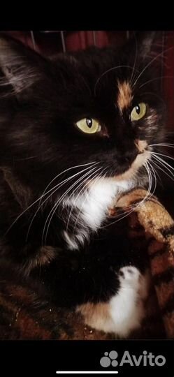 Кошка в надежные любящие руки